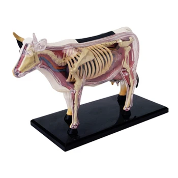 Gyvūnų Organų Anatomijos Modelis 4D Karvė Žvalgybos Surenkant Žaislą Mokymo Anatomijos Modelis 