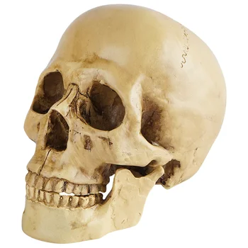 Halloweenhead Modelio Žmogaus Statula Anatomija Dekoro Rekvizitai Pasiūlymo Lentelėje Anatomijos Kaulų Statulėlės Pav Šalies Centerpieces Dovana